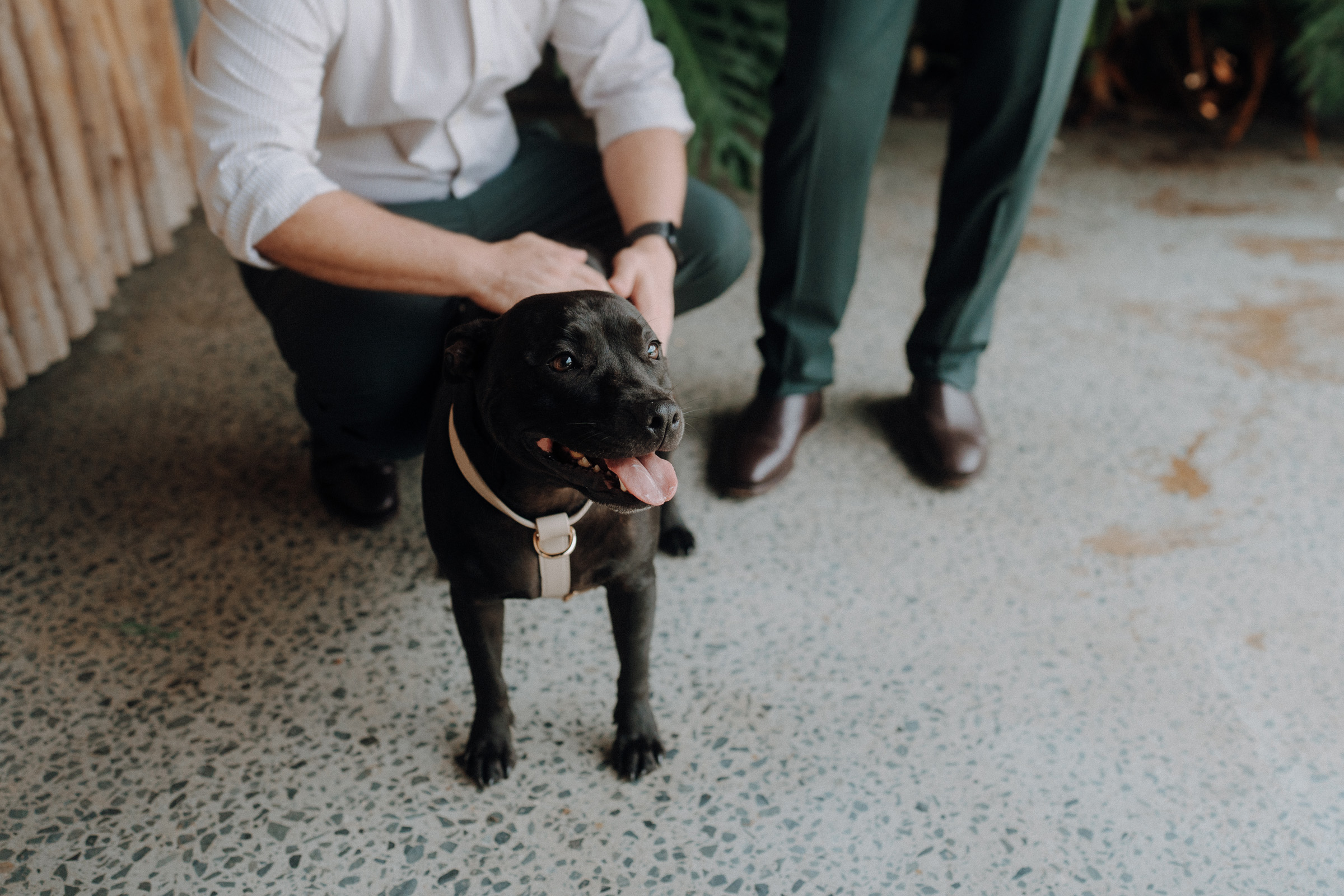 A black dog wearing a harness stands on a speckled floor, while a person wearing a white shirt and green pants kneels beside it, petting its back. Another person stands nearby.