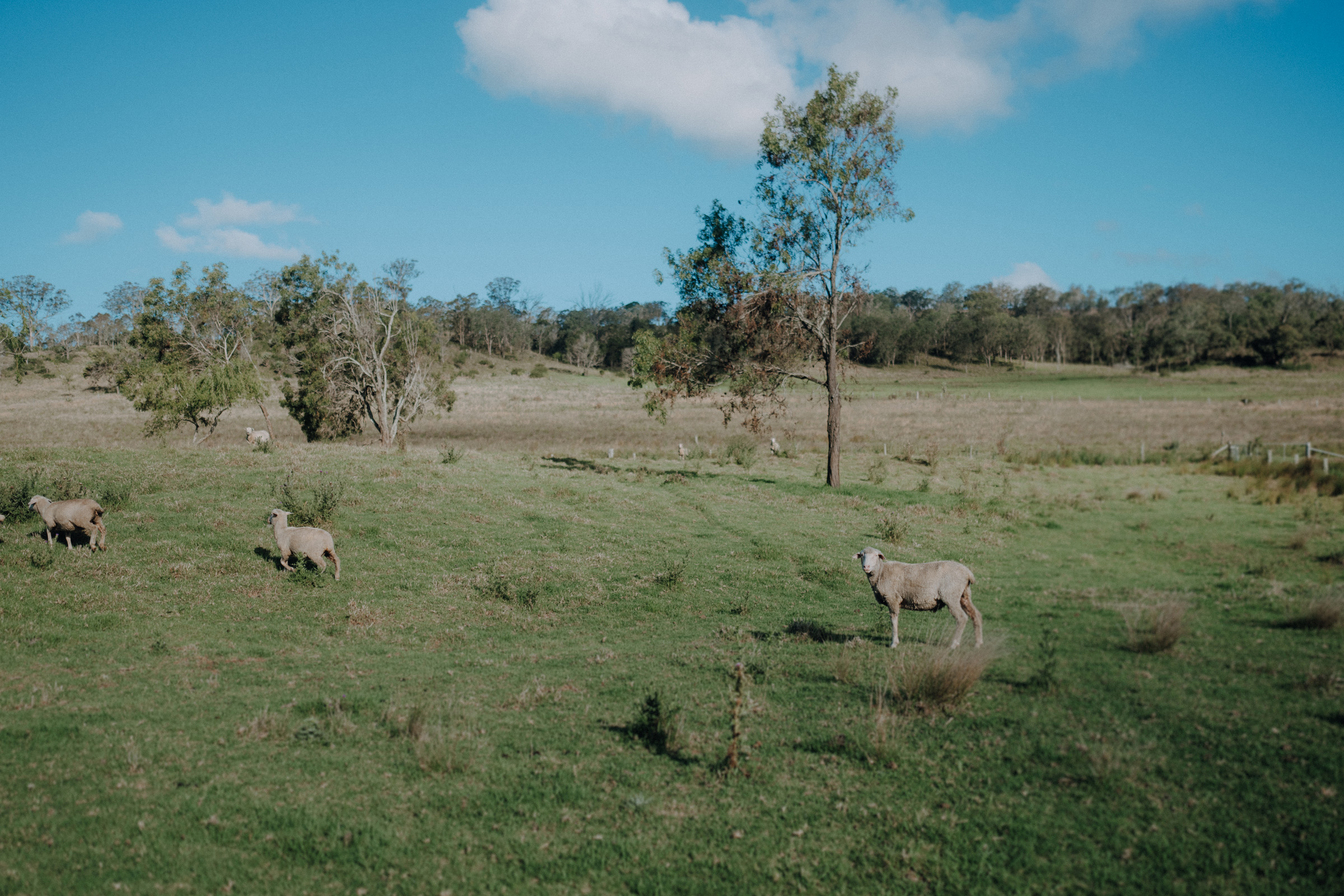 Three sheep grazing in a grassy field with trees in the background under a blue sky.