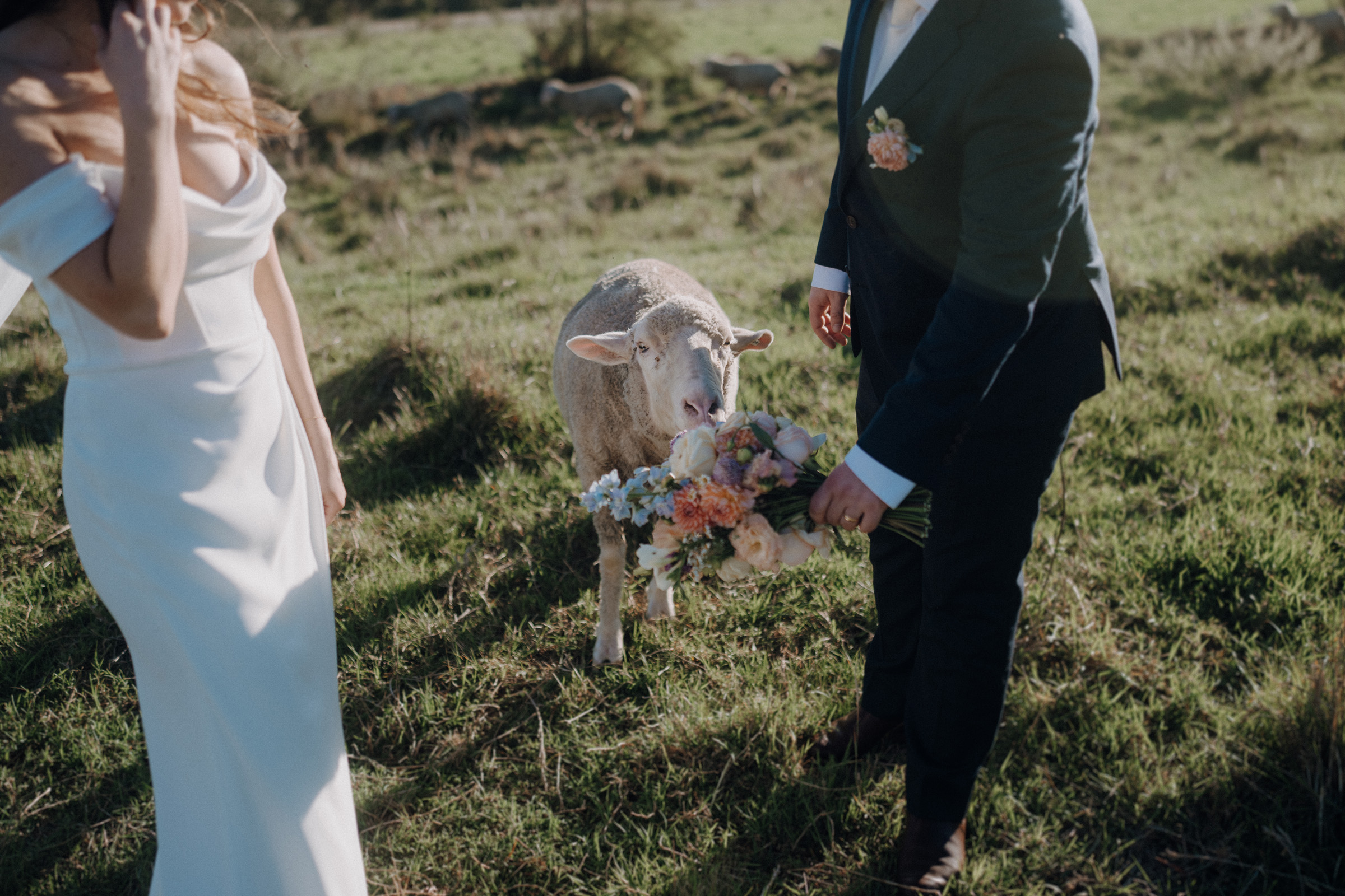 A bride and groom stand in a field with a sheep. The groom holds a bouquet of flowers in front of the sheep.